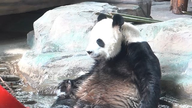 肚肚都黑啦，要乖乖洗澡咯~