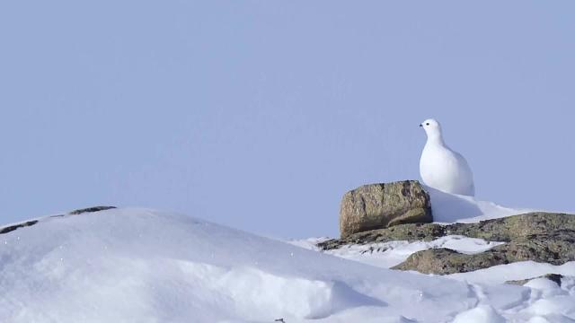 身着三万的貂，亲自出门找夜宵
