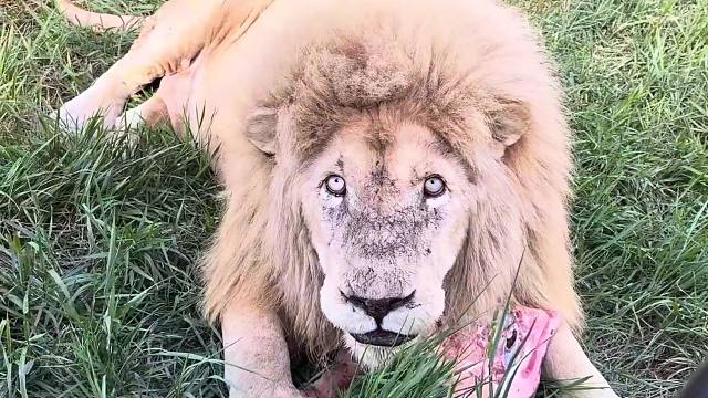 白狮子：园长把我CPU干烧了！