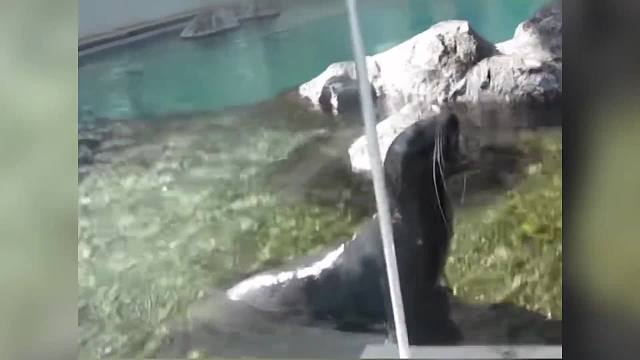 这些动物小时候和长大后的叫声反差有多大？海狮叫声太搞笑了！