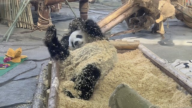 洗木屑澡喽，要是有条搓澡巾那就更好了