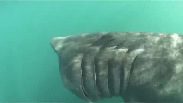 深海巨兽：海洋六大顶级霸主揭秘