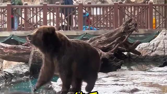 动物园里的北极狼的动物竟然是狗？