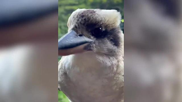 这些动物简直太可爱了，养一只不知道刑不刑？