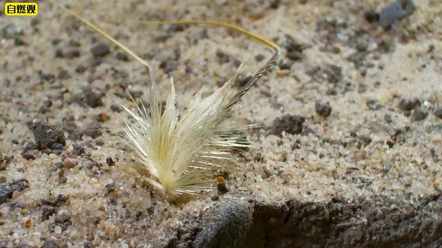 这些植物有多卷，为传宗接代靠开挂，甚至会爆炸