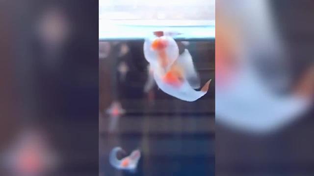 这些海洋里面的动物太萌了，好想养一只！