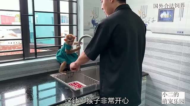 小猴子太懂得感恩了，有好吃的马上先给妈妈和妹妹