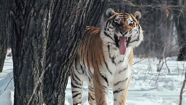 顶级掠食者，猫科动物的生存奥秘（1）