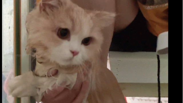 再不洗你真要被当成拖把了