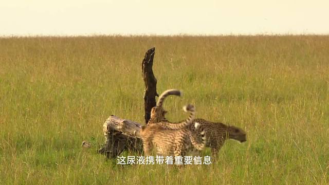 顶级掠食者，猫科动物的生存奥秘（4）