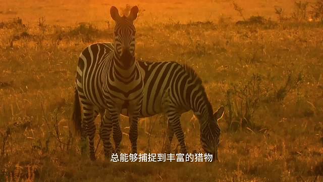 顶级掠食者，猫科动物的生存奥秘（6）