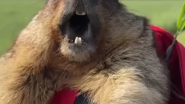 原来土拨鼠的叫声是这样的