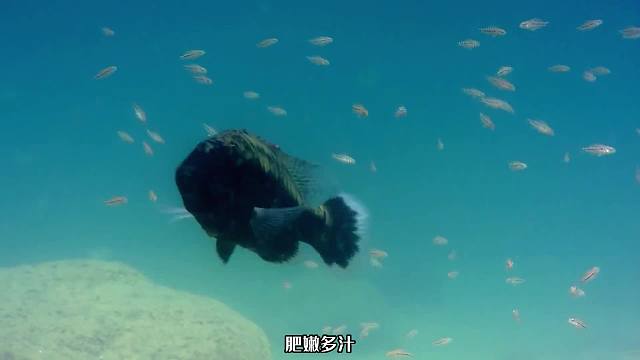 这些鱼一出生就被妈妈生吞，玩的就是心跳