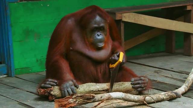 这只猩猩拒绝白嫖，愣是给自己找了份技术活