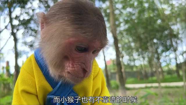 小猴子帮主人放羊，没想到小羊却跑丢了