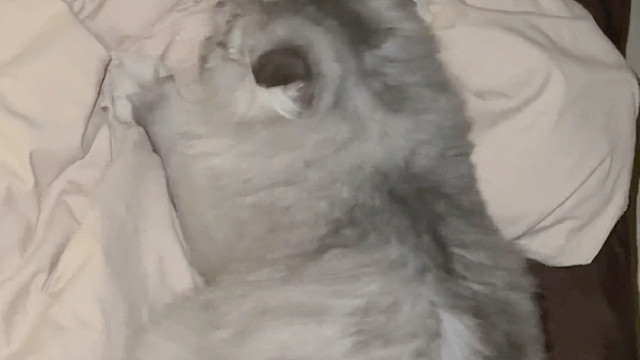 忙碌了一天的舒师傅终于可以踩奶了