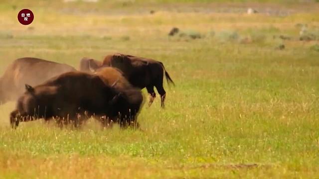 野牛夜夜笙歌，只为后宫佳丽三千，谁知逞能翻了船