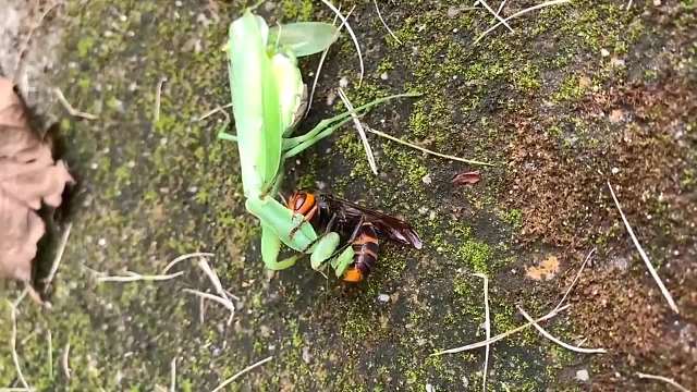 螳螂被虎头蜂虐杀，咬断了胳膊又啃掉了脑袋