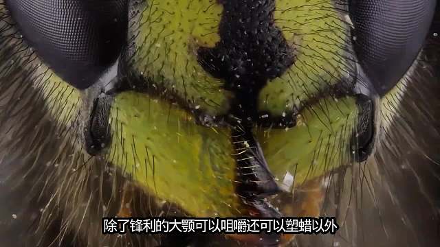 超级黄蜂！放大后如同异形怪物！
