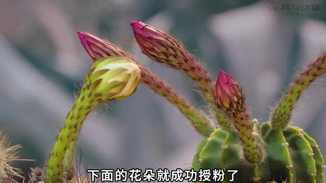 仙人掌半夜开花为了让蝙蝠传粉