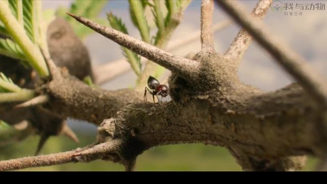 蚂蚁竟然能打跑大象