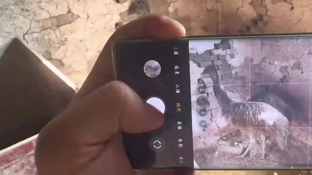 孙子给奶奶买鸵鸟解闷 奶奶竟把“鸵鸟”当鸡养