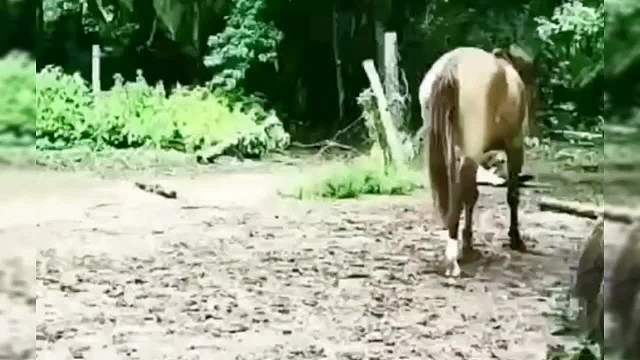 真没想到这头牛还不挑食呢！