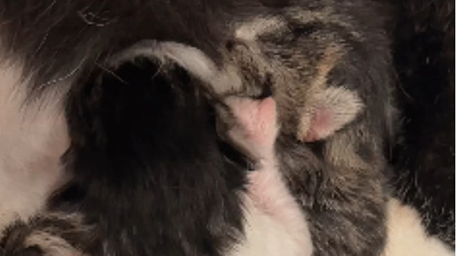 住手！你们不要再打了！住手！