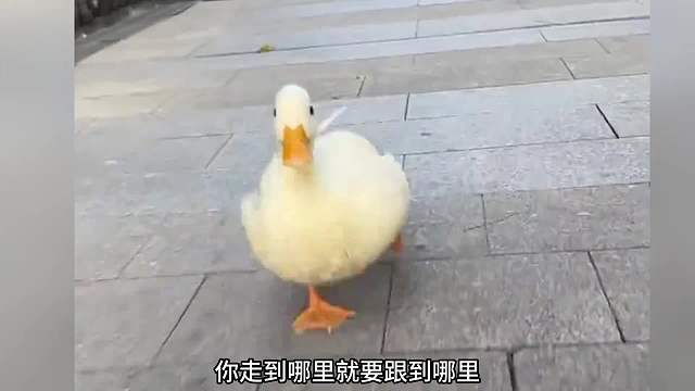 83. 宠物解说：据说它是零零后最爱的萌宠，你也喜欢柯尔鸭吗？