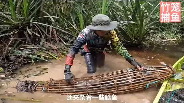 布置竹笼陷阱在沼译地里