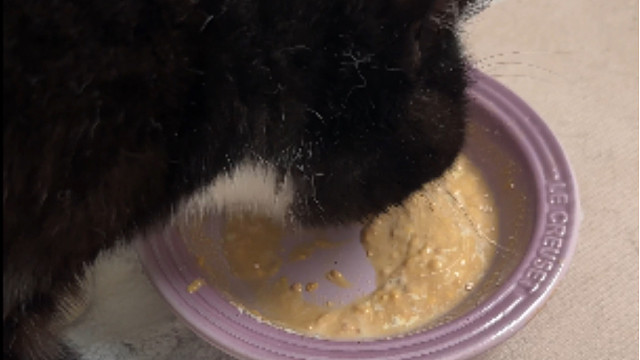 原来我的小猫最信任我啊