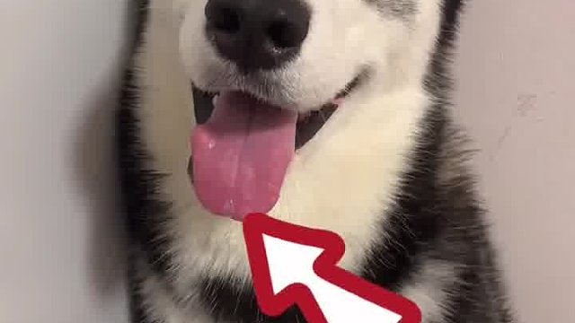 115_自己家养的狗什么德行，铲屎官再清楚不过了。