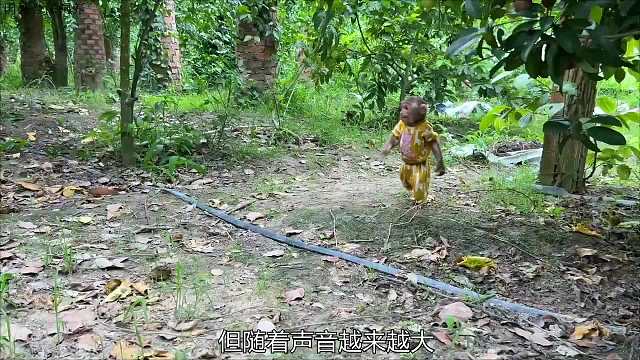 小猴子捡到一只小山羊，挨家挨户帮它寻找主人