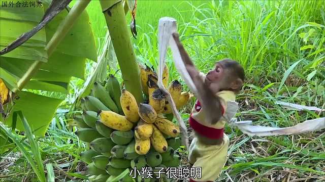 小猴子摘了一大串香蕉，换钱给妈妈买鸭子