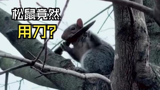 那些好玩的动物视频！