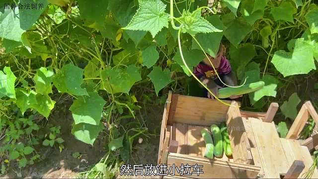 小猴子摘了一车黄瓜，带着小羊去市场卖钱