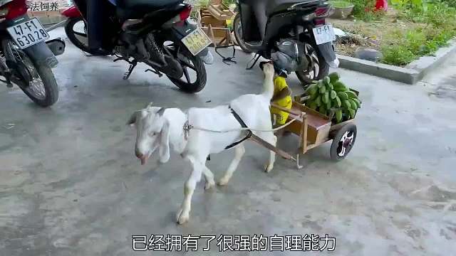 小猴子摘香蕉卖钱，赚了钱买薯片和好朋友分享