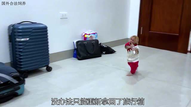 小猴子来到了奶奶家，温馨的一幕让人感动