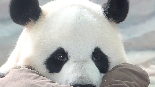 含在嘴里怕化了，捧在手心里怕碎了。