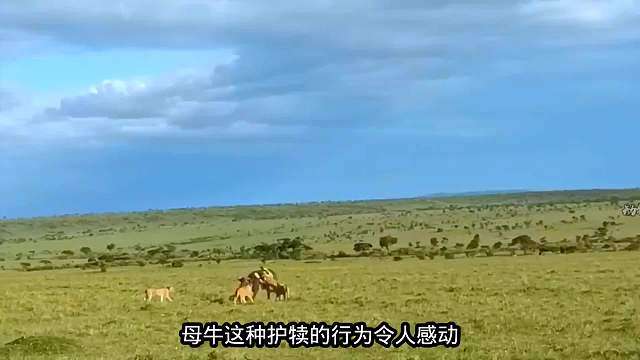 母牛护犊拼死反击狮群，最终仍难逃被猎杀的结局