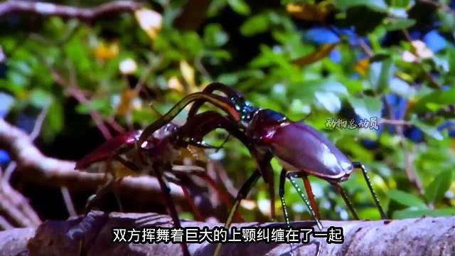 雄性鹿角虫求爱不成，立刻翻脸把对方狠狠扔下树