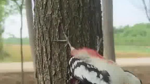 林子大了，什么鸟都有。