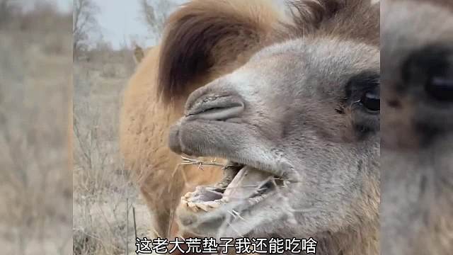 这一个调虎离山，给大狮子腿直接干残废了