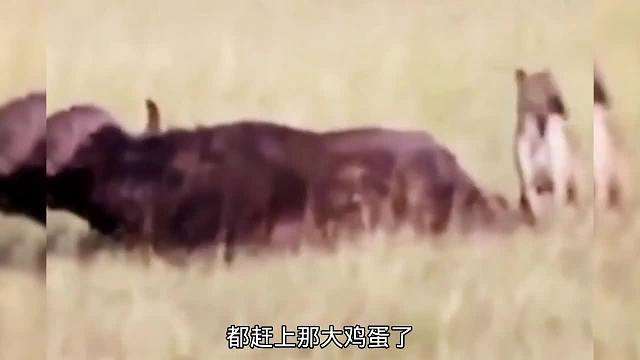 这嘴也太稳准狠了，康吃一口直接就给废了