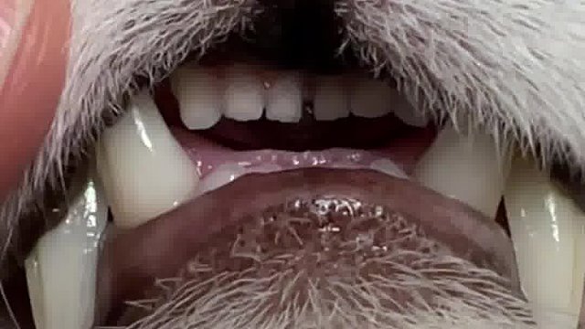 还好不会说话，会说话这不得漏风啊