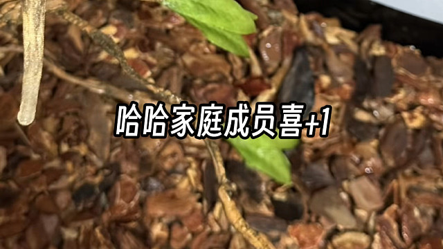 我去宠物展买了个……