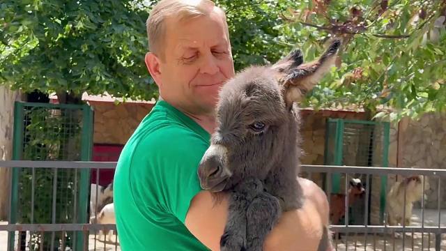 刚出生的迷你驴宝宝，谁会不喜欢呀