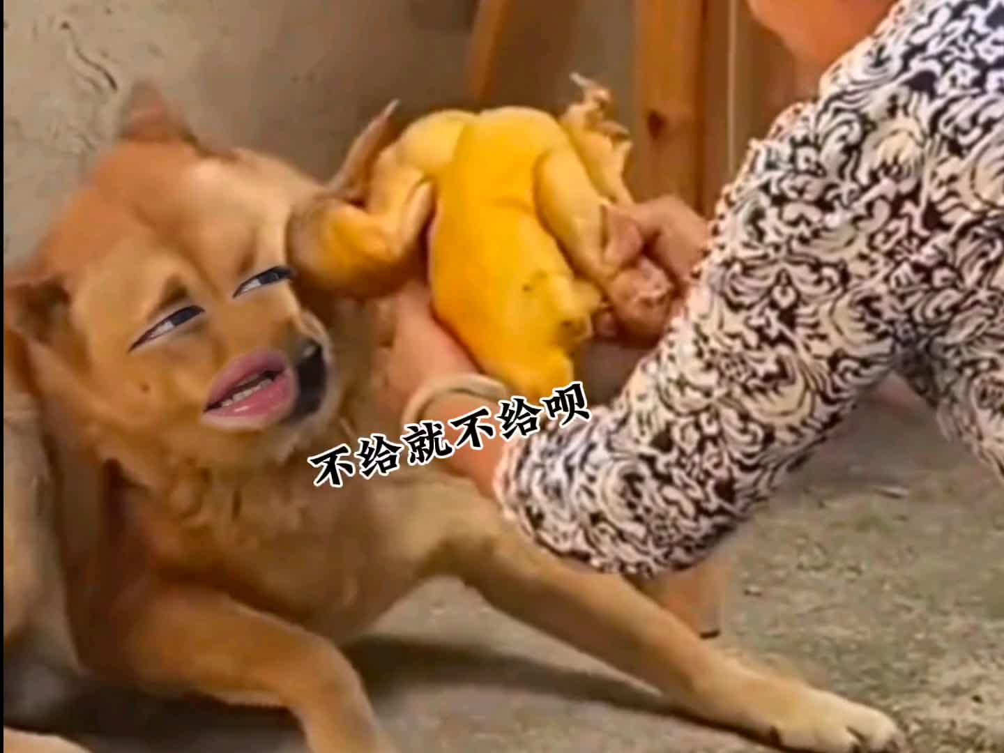 48. 狗子 -有时候真的挺无奈的