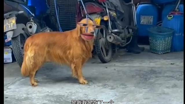 51. 狗子 -我就想问一下，凭什么