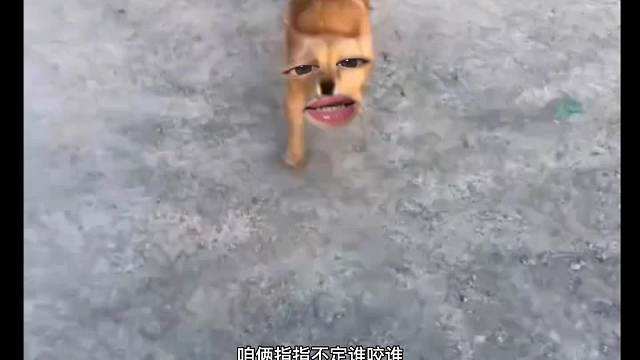 55. 狗子 -整了半天我是小丑呗。